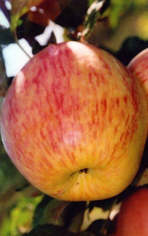 Яблоня летнее полосатое: описание, фото, отзывы