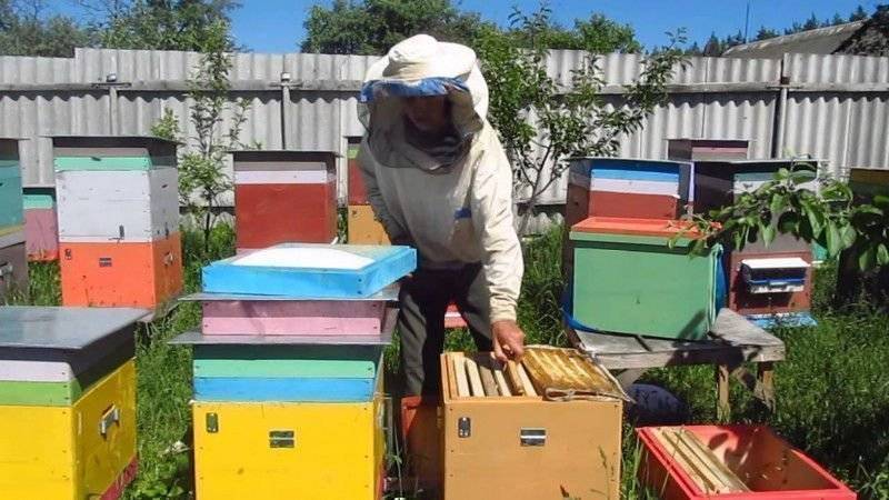Пчела любит драки, или когда и как объединять пчелиные семьи – всп.ru