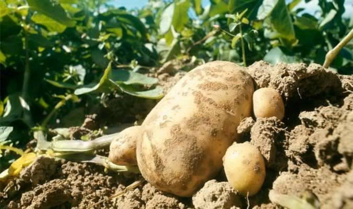 Сорт картофеля голубизна: характеристика и рекомендации по выращиванию