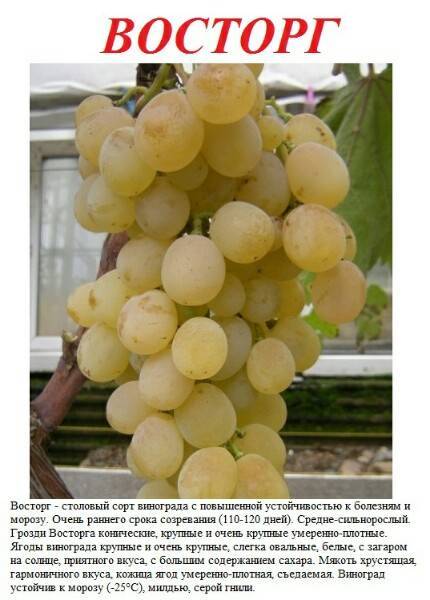 Виноград антоний великий: описание сорта, фото, отзывы — selok.info