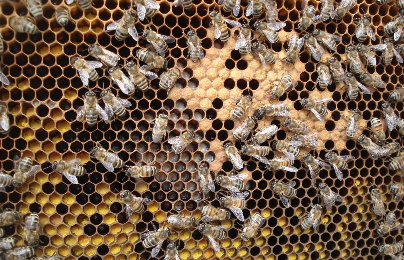 Личинки пчел и молодые пчелы: как выглядят, в чем особенности их развития и польза?