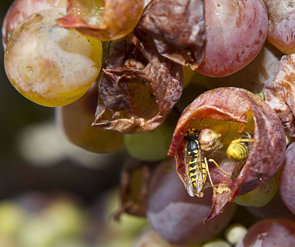 Как защитить виноград от ос во время его созревания народными средствами, химией. как избавиться от пчел, мух и птиц в 2021 году