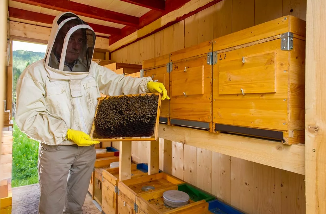 Весенние работы на пасеке: уход за пчелами весной после зимовки
