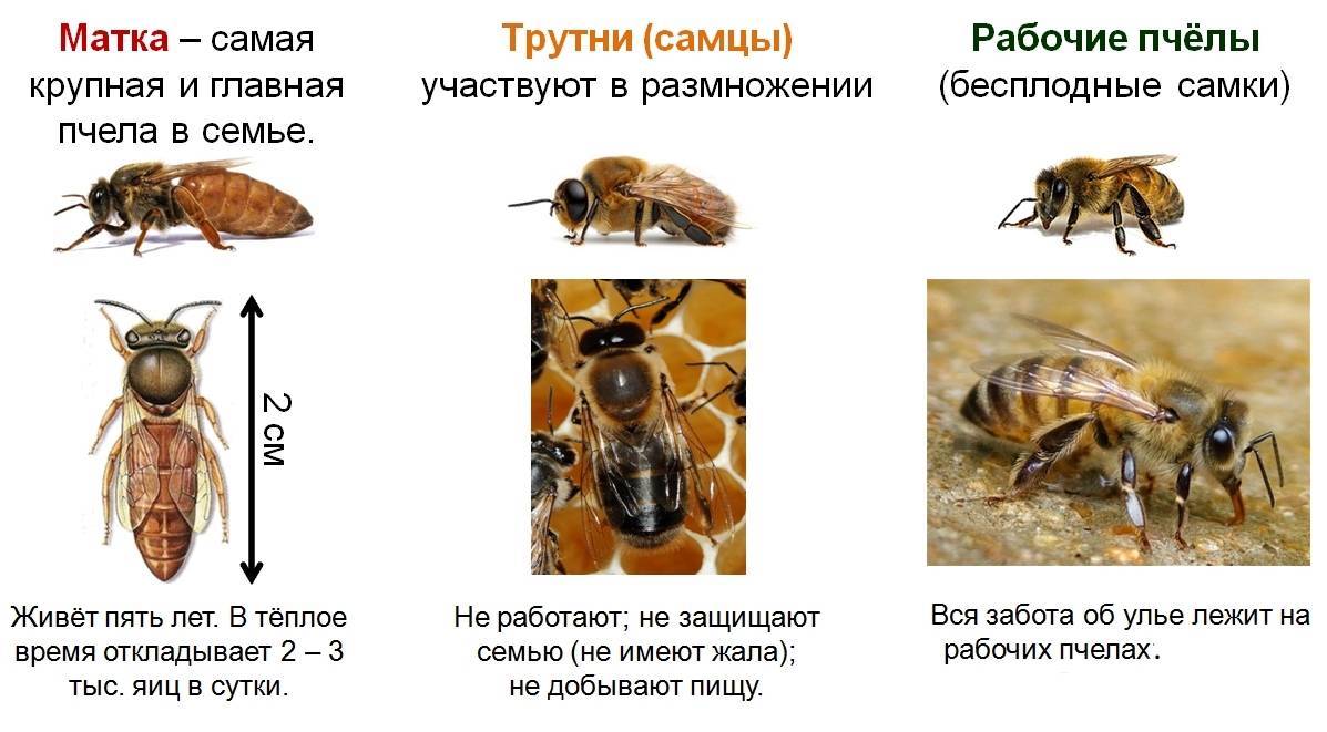 4.2. факторы влияющие на продуктивность и жизнеспособность пчелиной семьи - bee-keeper.ru