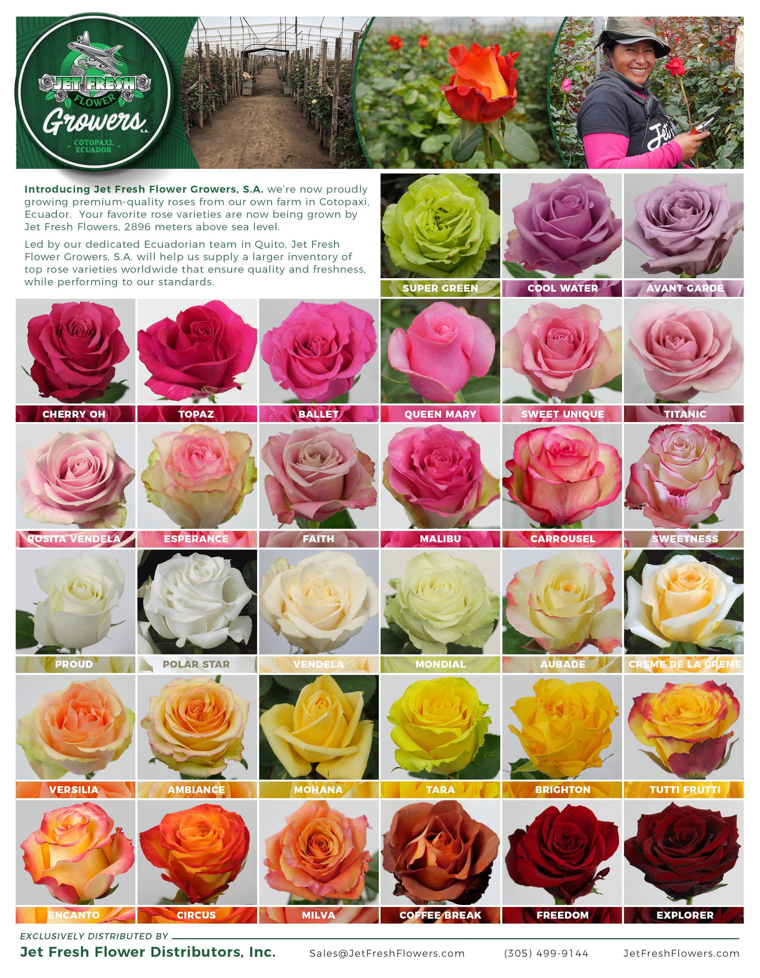 Описание лучших сортов роз: классификация, фото | все, что нужно знать о даче