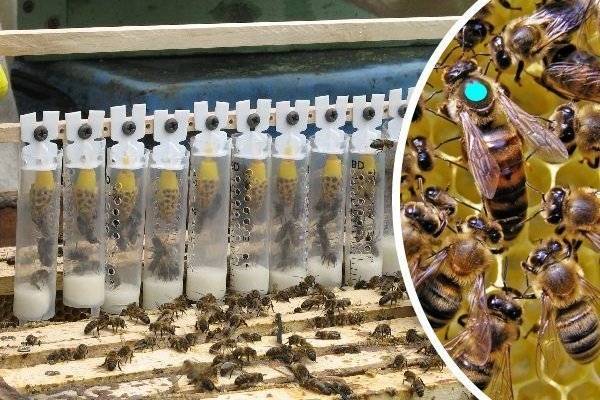 Вывод пчелиных маток с помощью шприца: лучшие способы и методы