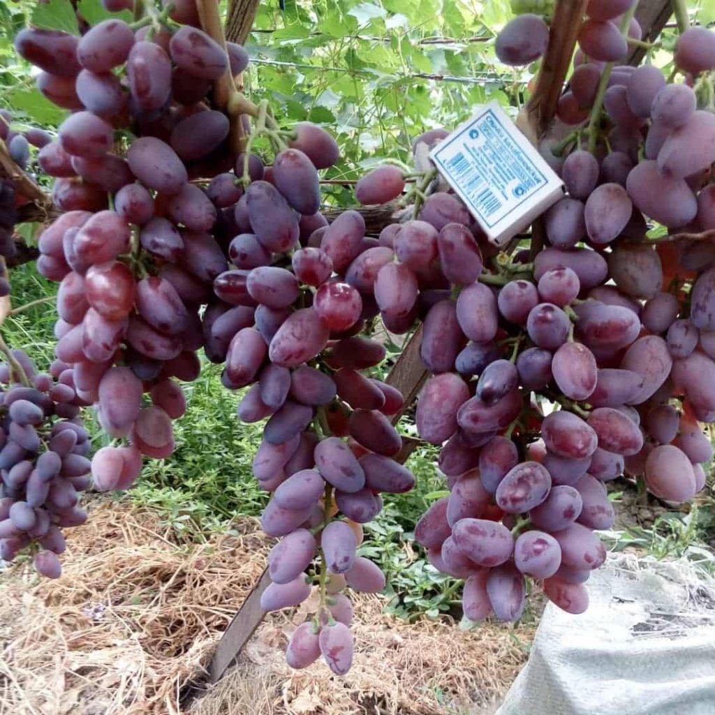 Описание и характеристика винограда сорта Байконур, посадка и уход