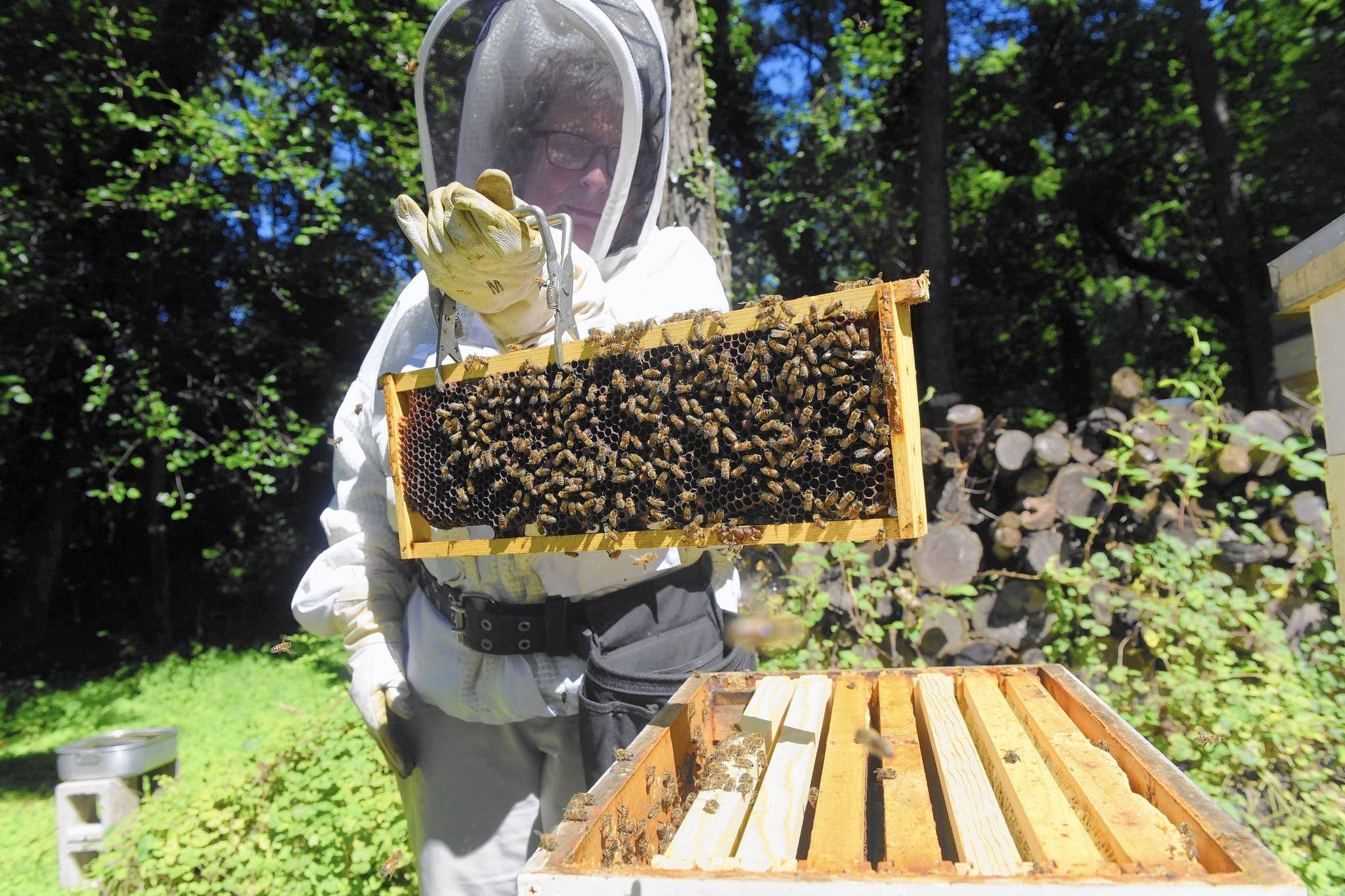 Как правильно начать заниматься пчеловодством с нуля