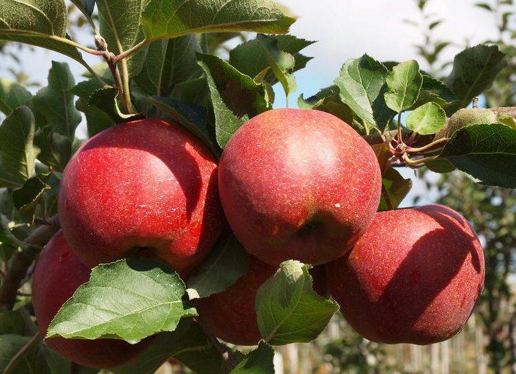 Бельгийские яблоки черный принц - дневник садовода flowersdi.ru