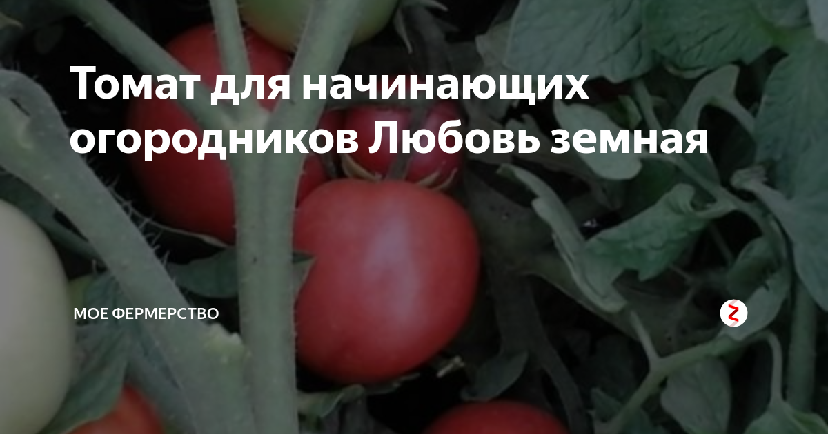 Томат любовь f1: описание, отзывы, фото, характеристика | tomatland.ru