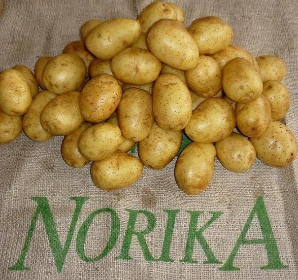 Ранний картофель "каратоп": описание сорта, фото, отзывы :: syl.ru