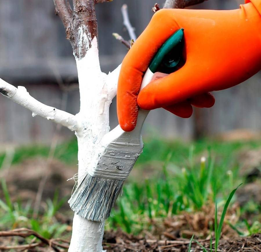 Как правильно побелить деревья в саду [инструкция]