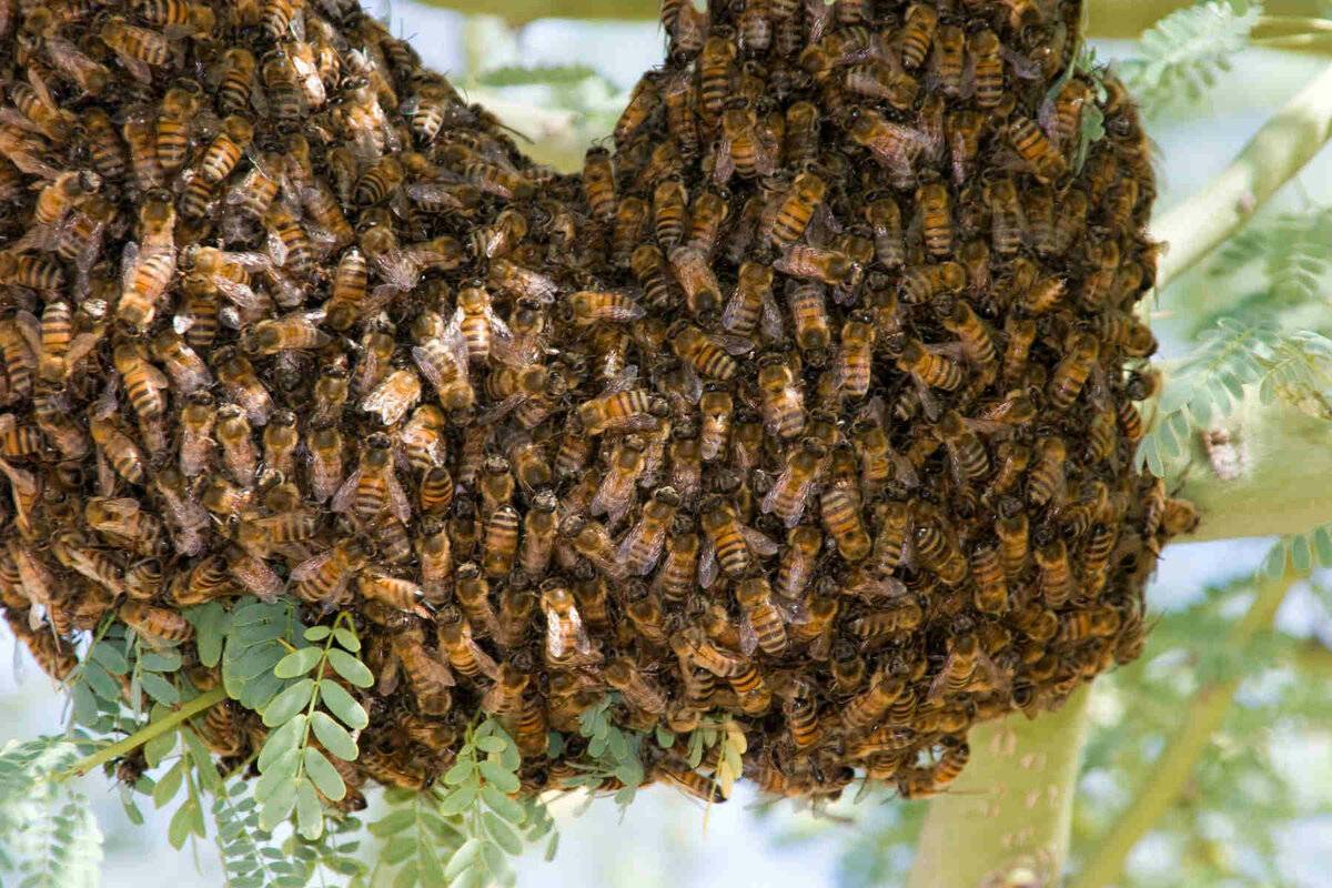 Летающая угрозы: насколько опасна африканизированная пчела?