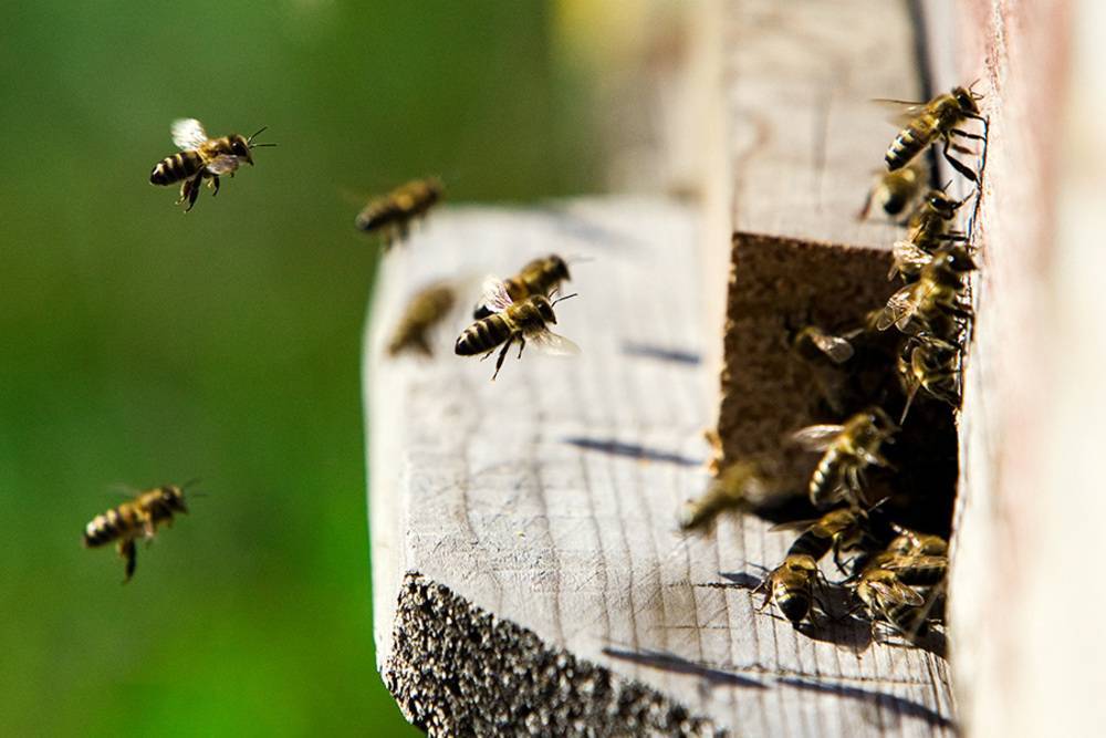Приметы, поверья и сновидения с мёдом и пчёлами