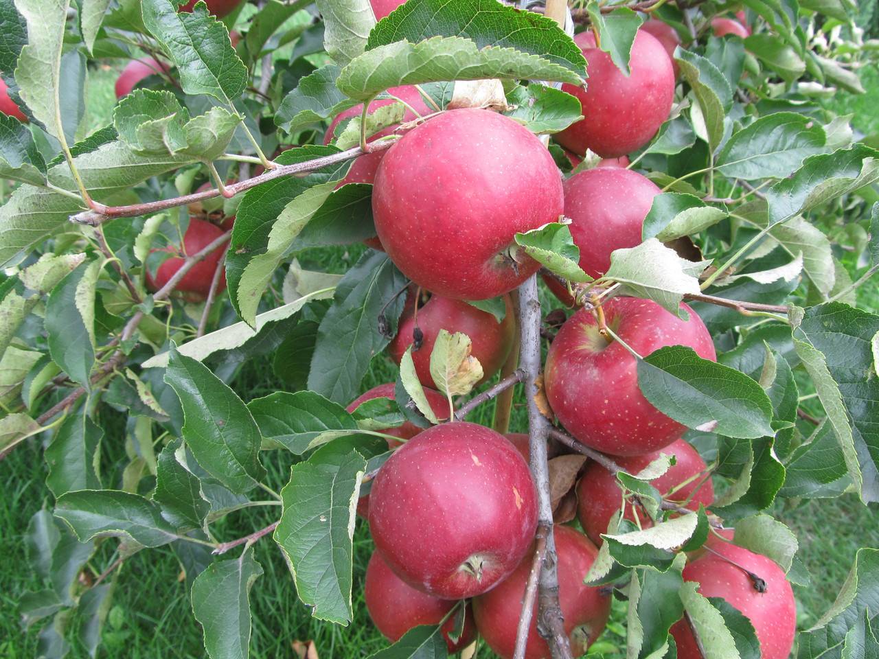 Сорт яблок «айдаред»: характеристика, достоинства и недостатки
