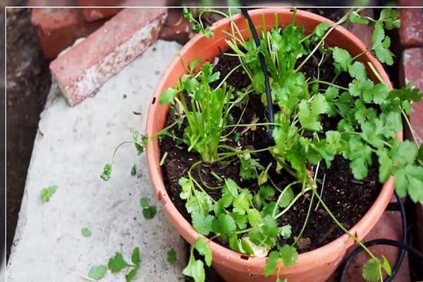 Кинза (кориандр): выращивание из семян на подоконнике