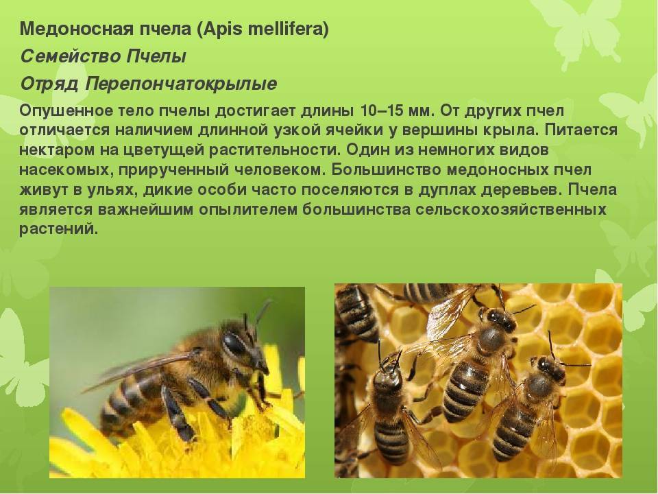 Медоносная пчела: строение насекомого, описание, тип развития