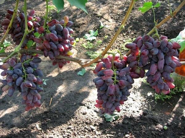 Обрезка винограда байконур - дневник садовода semena-zdes.ru