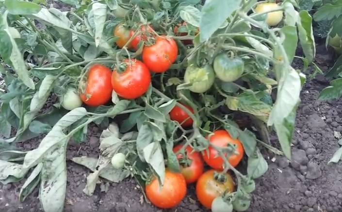 Описание сорта томата женарос, отзывы и выращивание