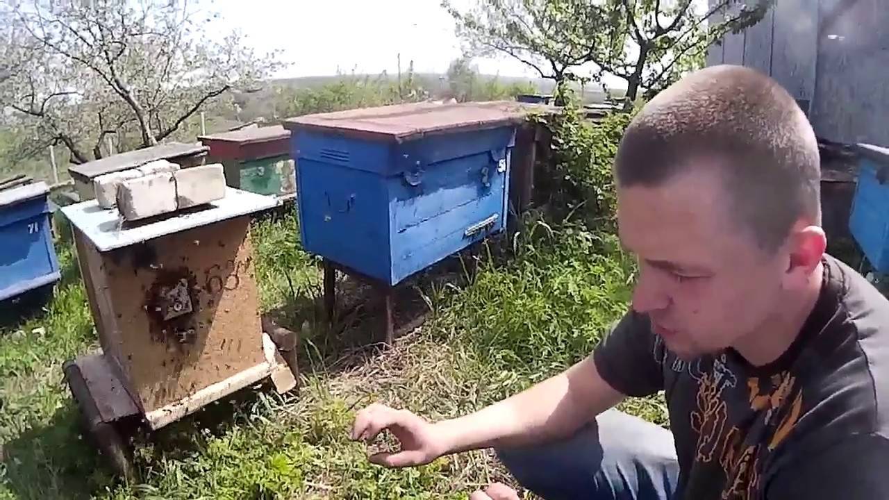 Как бороться с пчелами-воровками на пасеке?
