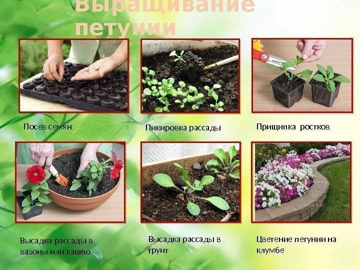 Какие цветы садят в мае в открытый грунт без рассады название и фото