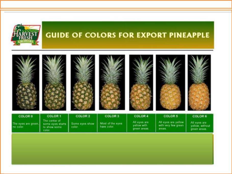 Как правильно выбрать ананас