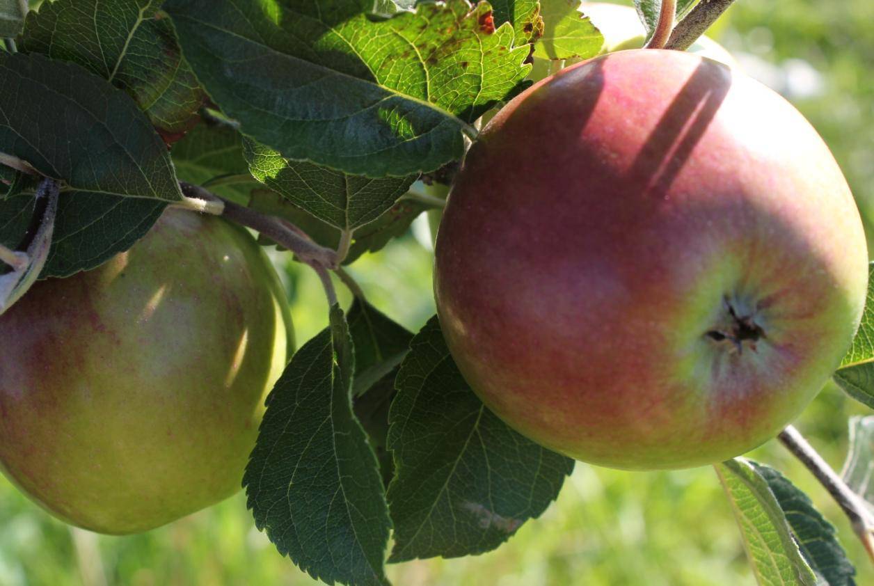 Яблони: зимние сорта для средней полосы. выращивание яблонь в средней полосе россии: лучшие сорта и особенности агротехники