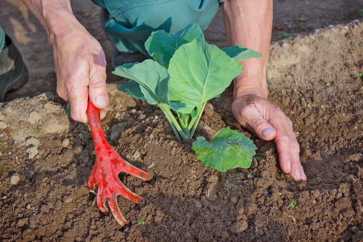 Как сажать капусту в открытый грунт рассадой, сроки и уход