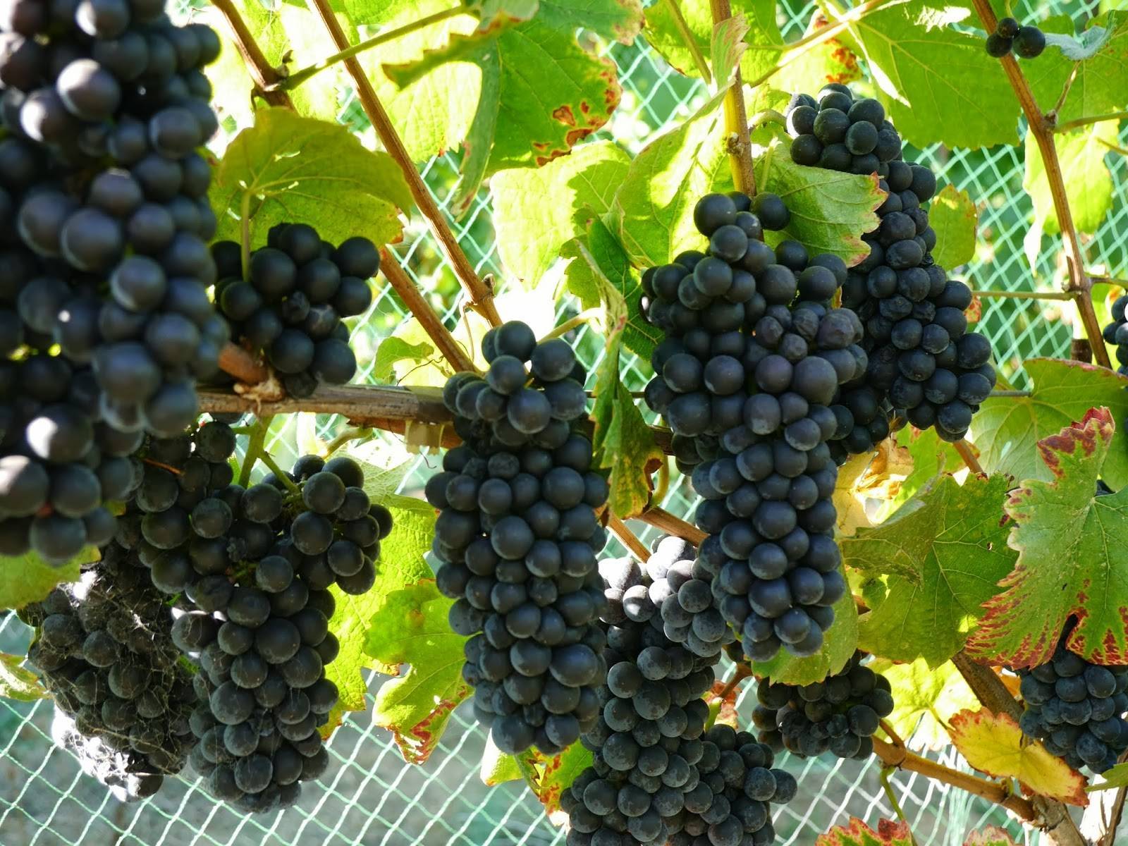Простой уход, отличный иммунитет и универсальность — виноград сфинкс
