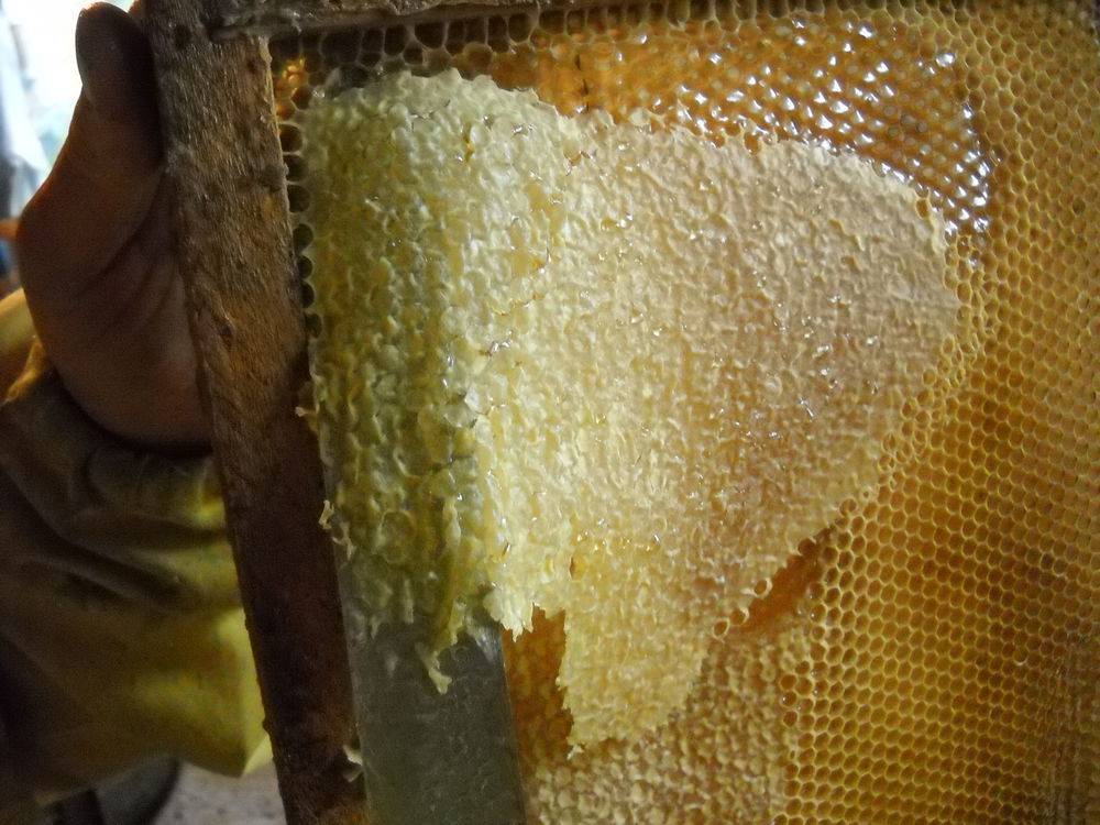 Пчелиный забрус — как принимать и лечебные свойства