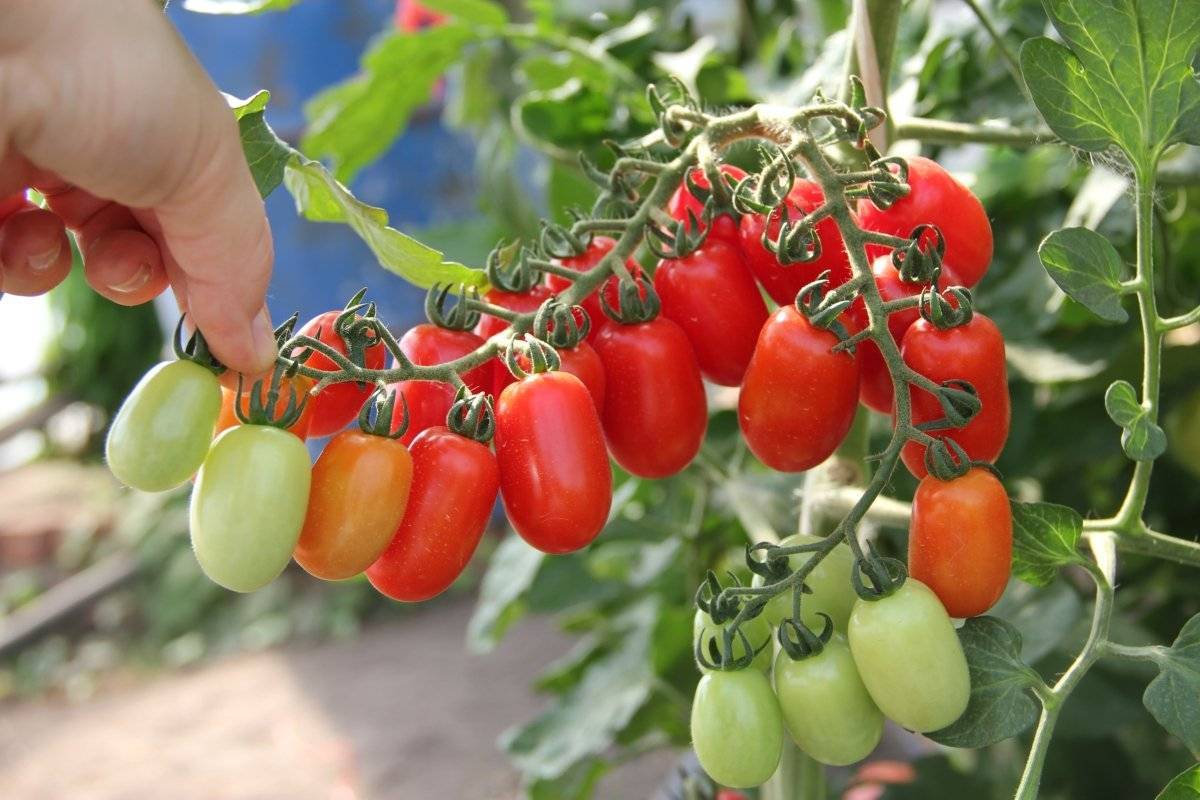 «голицын» — грунтовой томат для консервирования