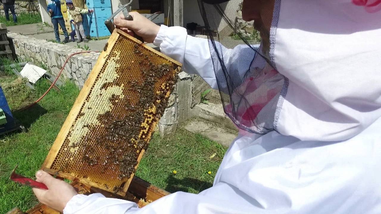 Гибель пчел: пестициды не виноваты?
гибель пчел: пестициды не виноваты?