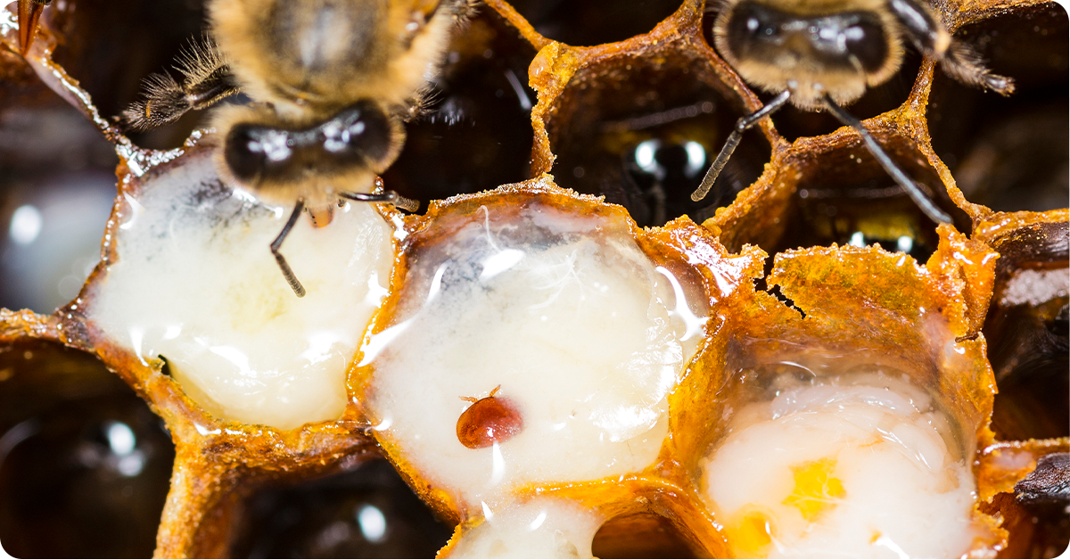 Варроатоз пчёл: признаки и способы заражения, лечение с помощью препаратов и народных средств, фото