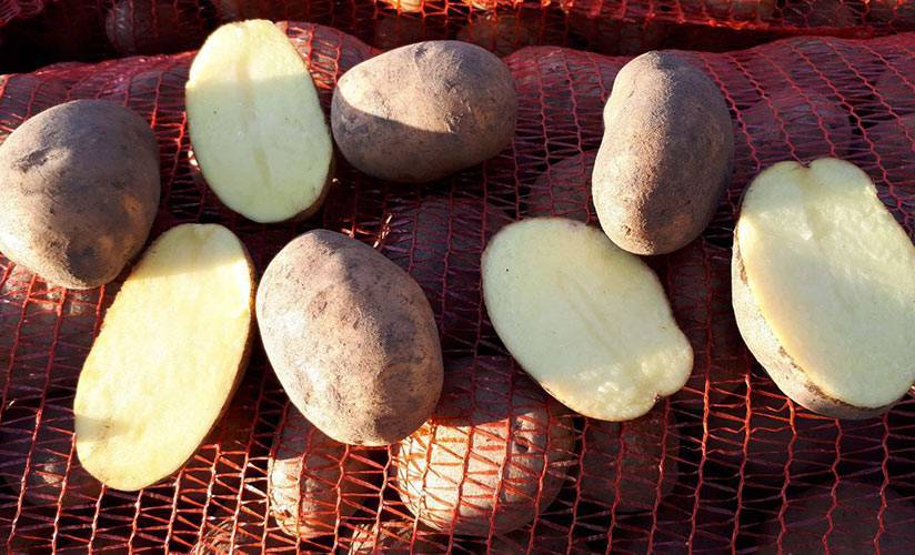 ᐉ сорт картофеля «бриз» – описание и фото - roza-zanoza.ru