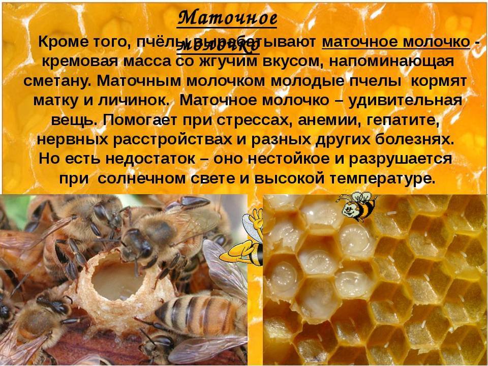Пчелиное маточное молочко: польза, вред и способ приема