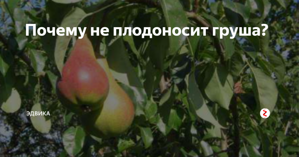 Почему не плодоносит груша? причины и решения. фото — ботаничка.ru