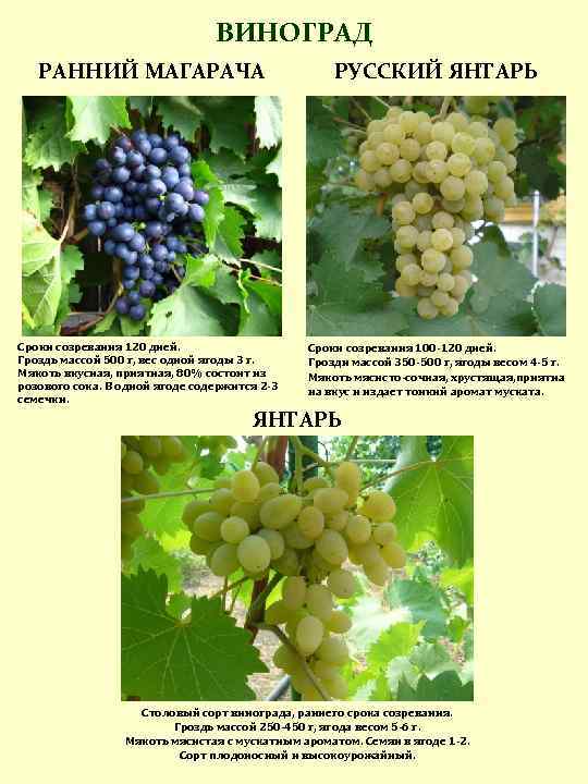 Виноград кеша 1 и кеша 2: описание сортов, фото и отзывы