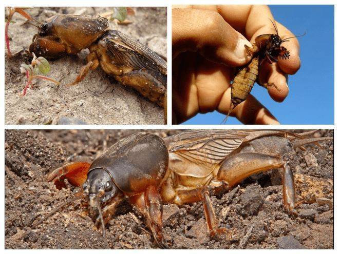ᐉ саранча: фото, описание насекомого, чем отличается от кузнечика, наносимый вред и способы борьбы с ней - orensad198.ru