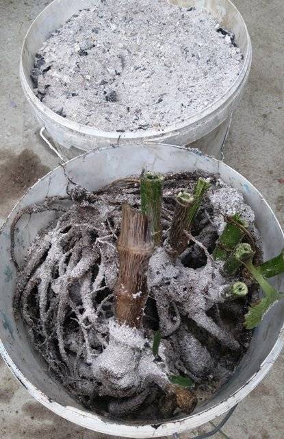 Георгины - проращивание клубней после зимы, когда доставать, сроки проращивания