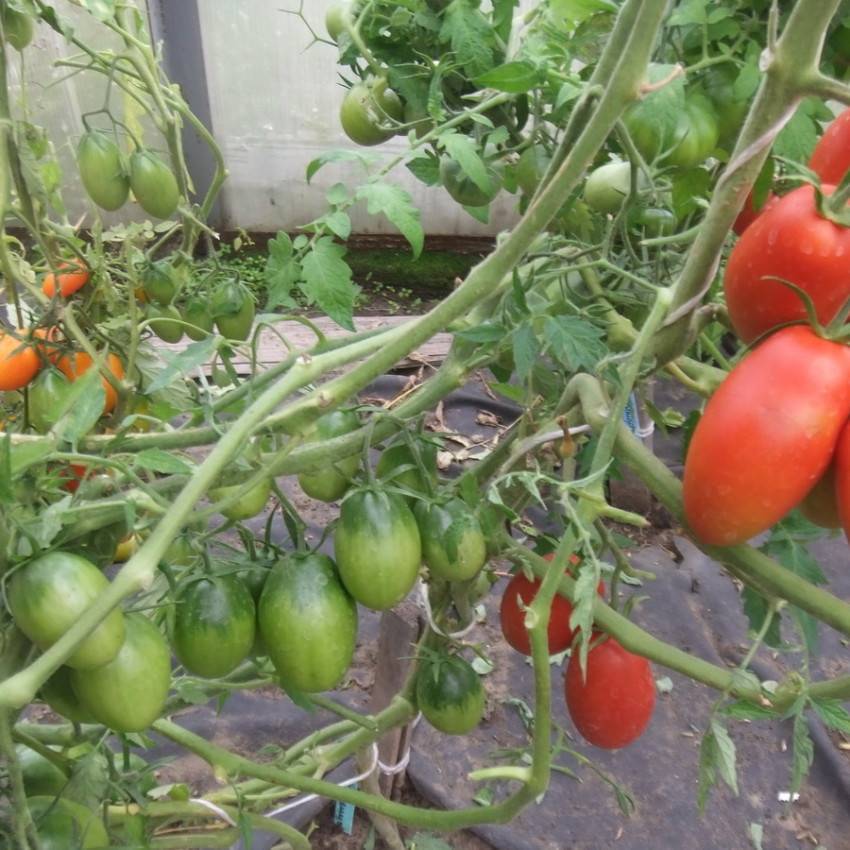 Рекомендации по выращиванию томата дворцовый: характеристики, свойства, методы
