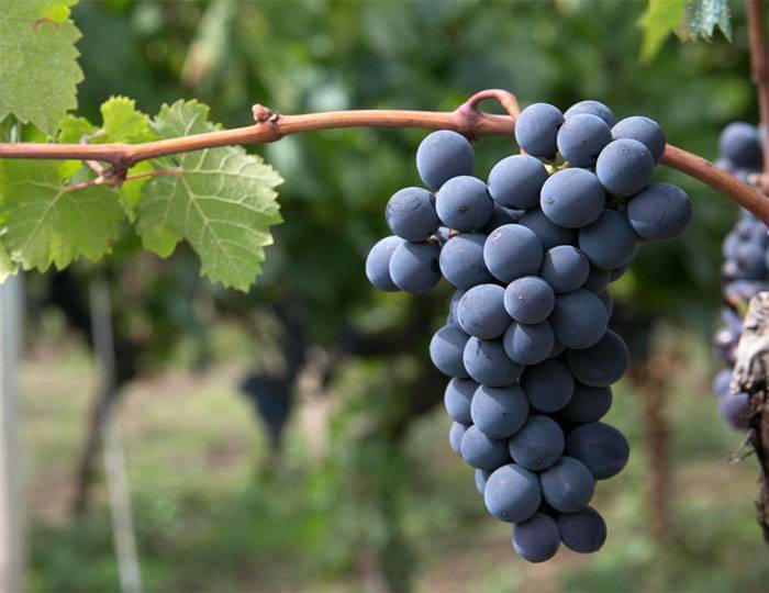Sangiovese (санджовезе) – описание сорта винограда и получаемых из него вин