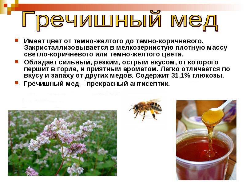 Гречишный мед: как определить натуральность в домашних условиях, как выглядит