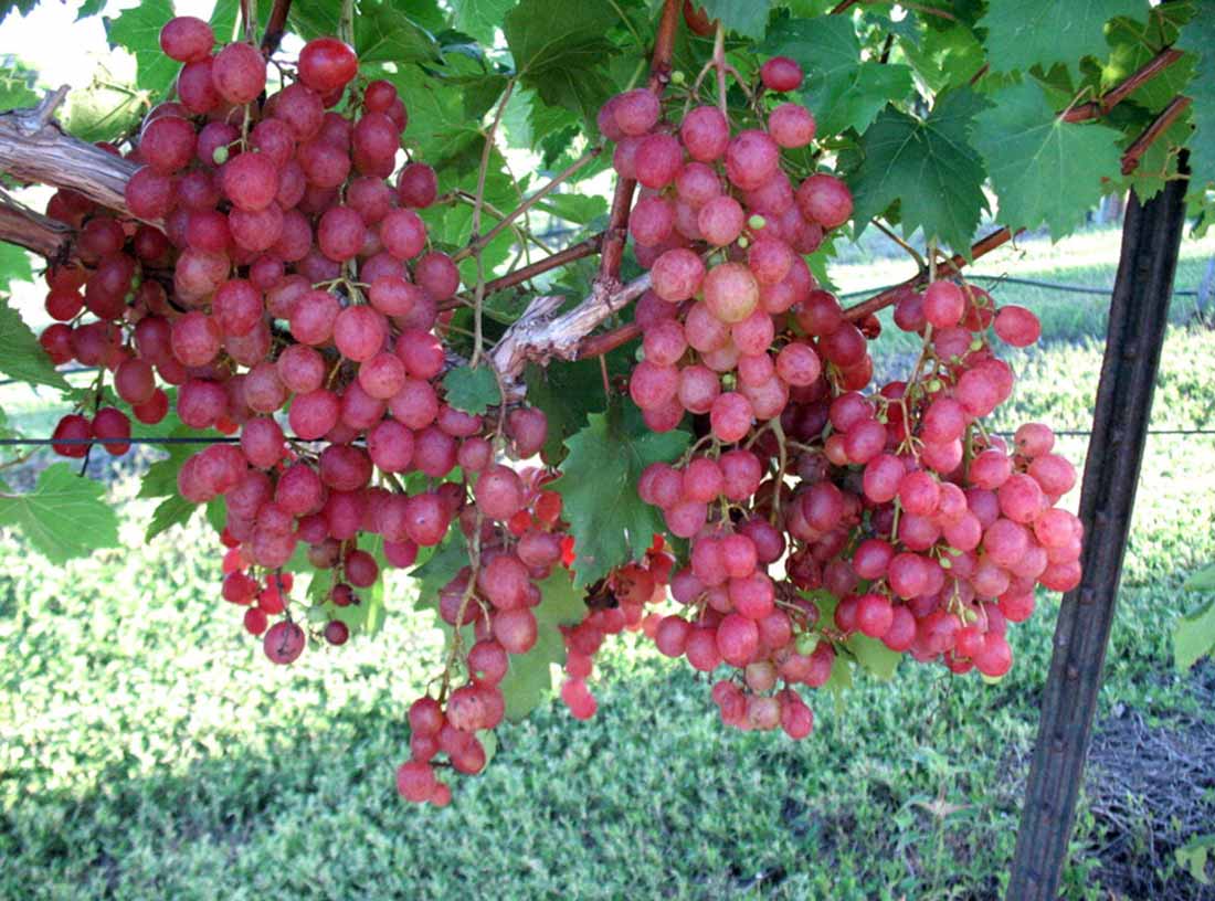 Виноград "виктория": описание сорта, фото, отзывы
