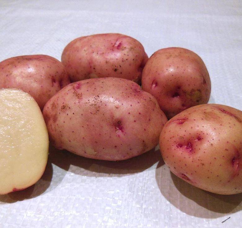 Картофель «лорх»: описание сорта, фото и отзывы