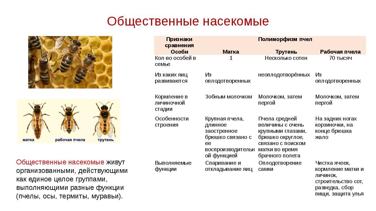 Пчела плотник: описание насекомого, места обитания, жизненный цикл, фото