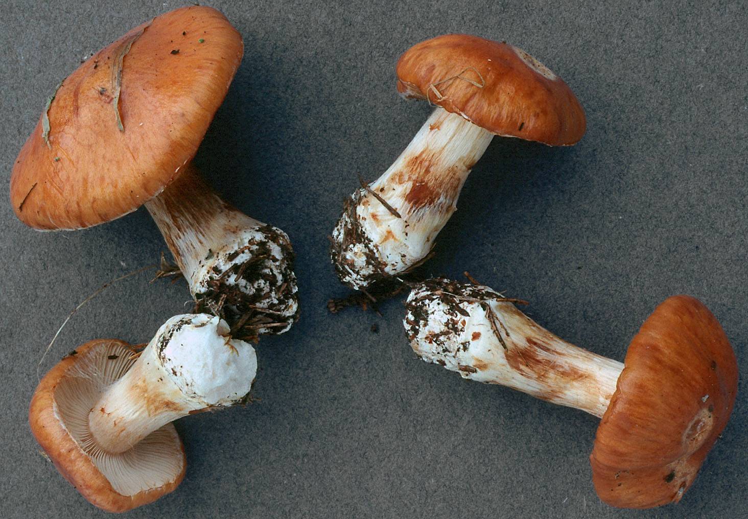 Трубчатые грибы (ядовитые и съедобные): +39 фото и описание — викигриб