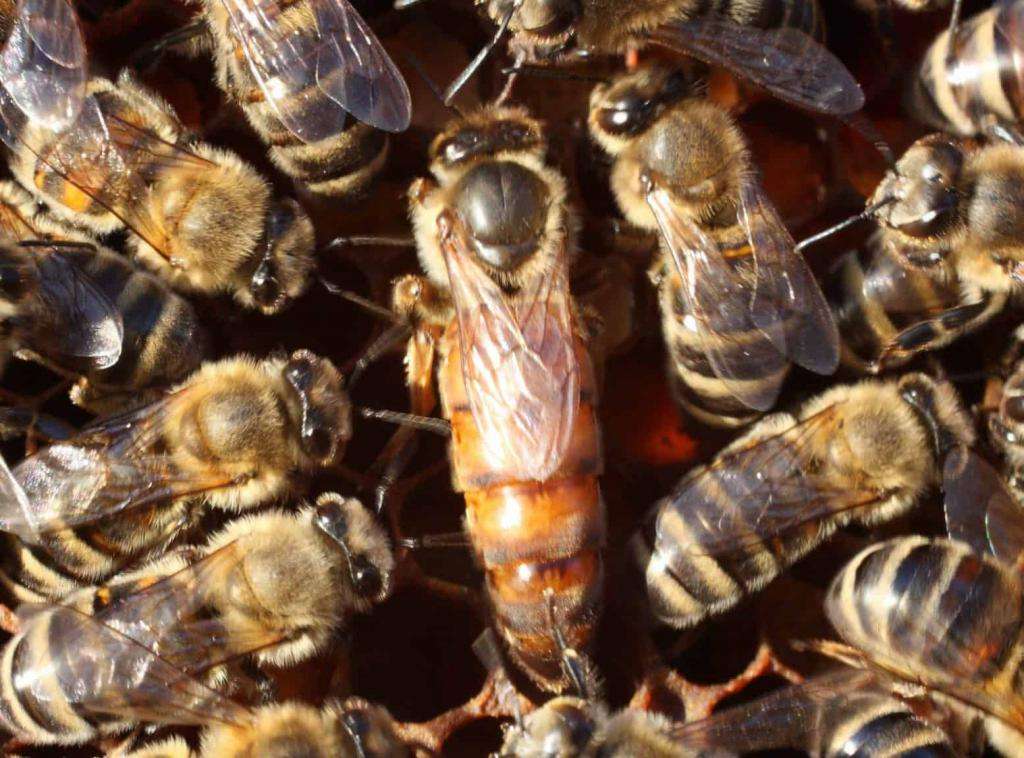 Разведение пчел для начинающих: своя пасека с нуля