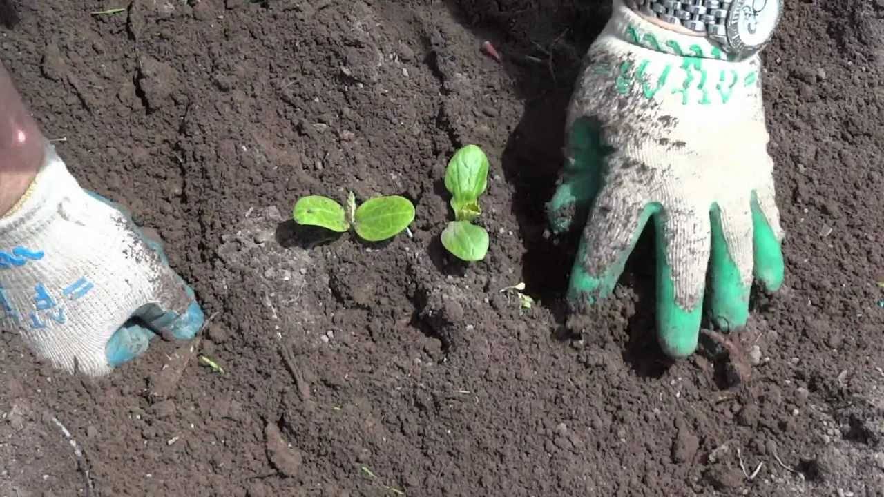 Кабачки: выращивание семенами, посадка, уход | (фото)+отзывы