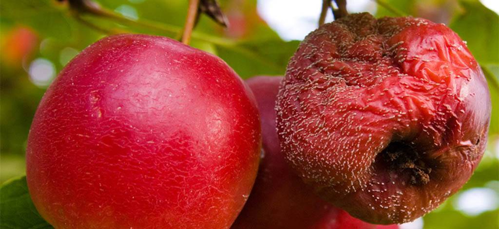 Монилиоз яблони: как лечить деревья и чем обработать их от плодовой гнили для профилактики