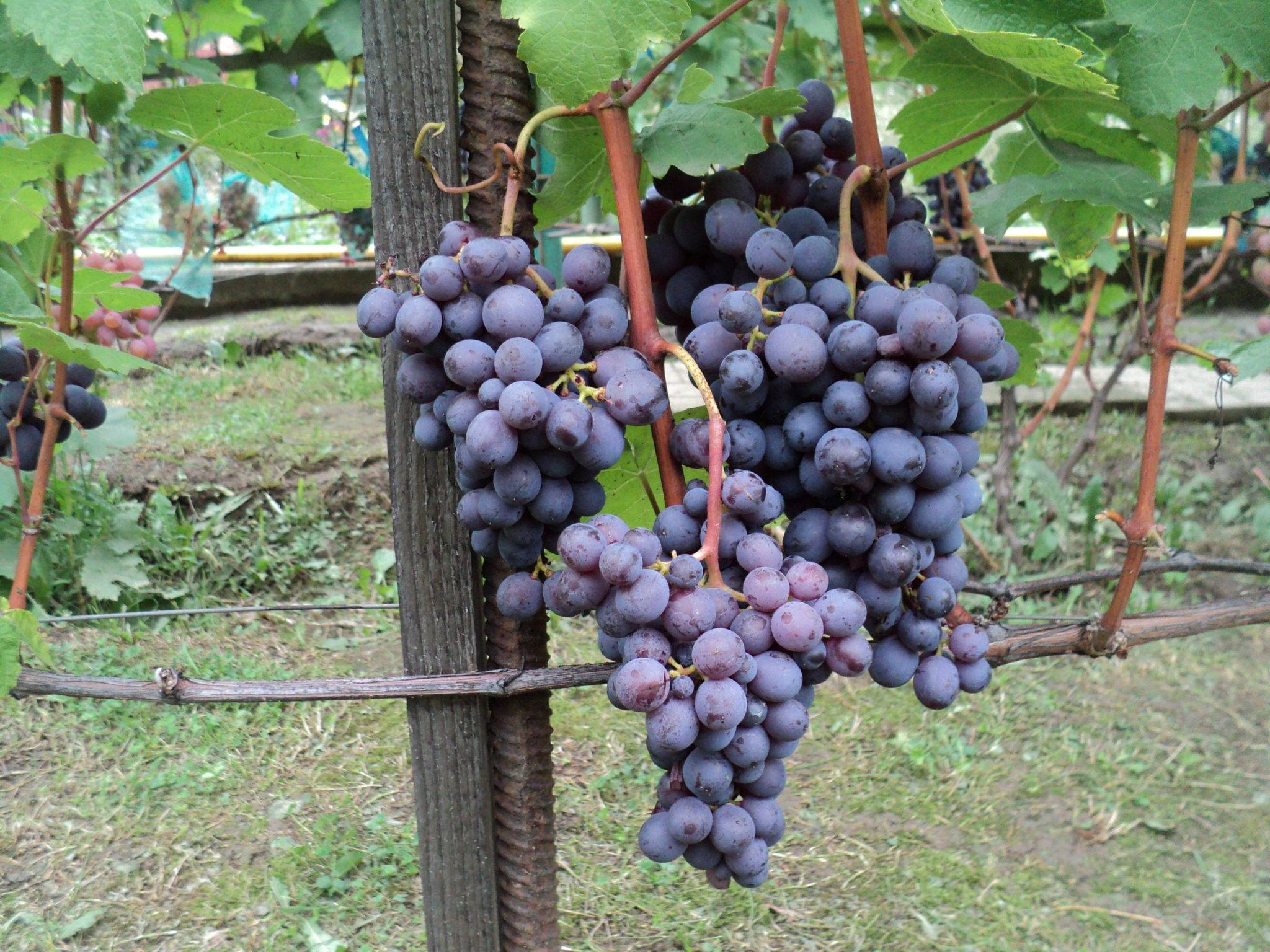 Виноград фиолетовый ранний: описание сорта, посадка и уход
